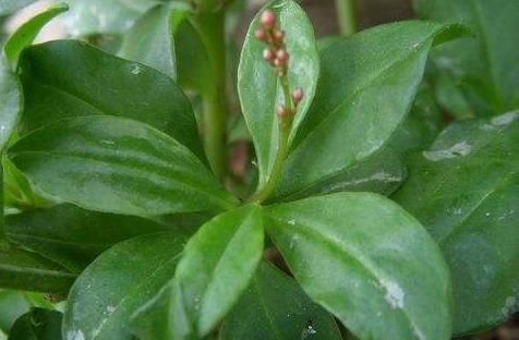 土人參葉功效作用有哪些！