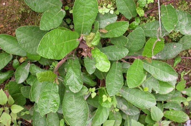 地瓜藤的性狀鑒別