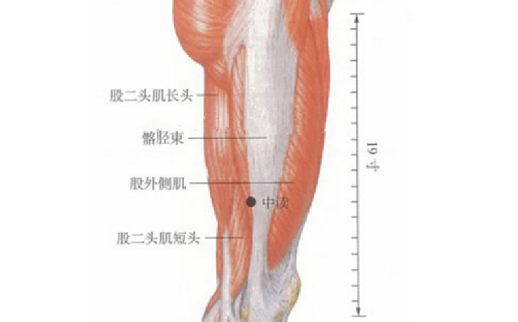 中瀆穴的準(zhǔn)確位置