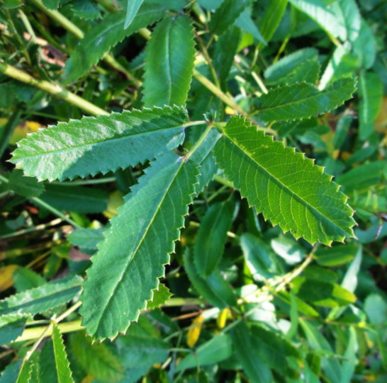 赤地榆與地榆是同一種中藥嗎？它們兩者的區(qū)別有哪些？