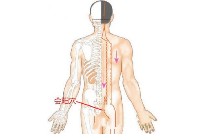 會陽穴的功效與作用