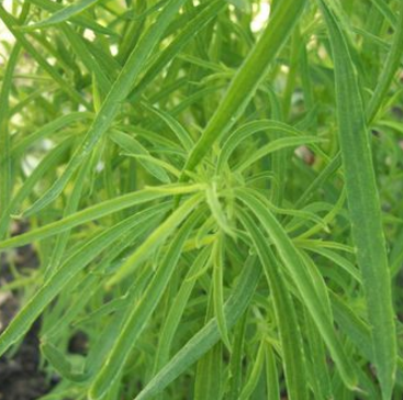 中藥地膚苗的圖片形態(tài)及其功效與作用！