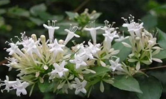 糯米藤圖片鑒賞