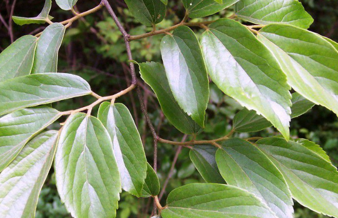 櫸樹(shù)葉的功效與作用