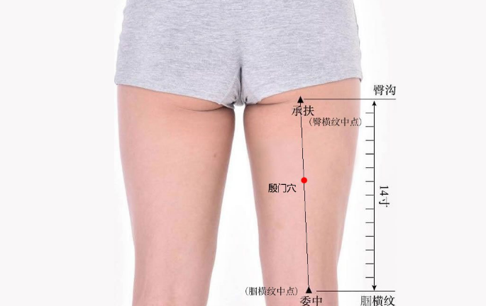 承扶穴的功效與作用