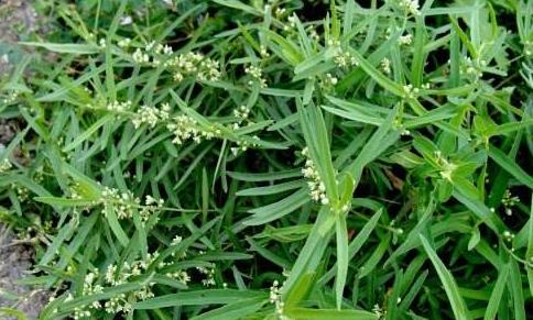 中藥地稍瓜的作用！