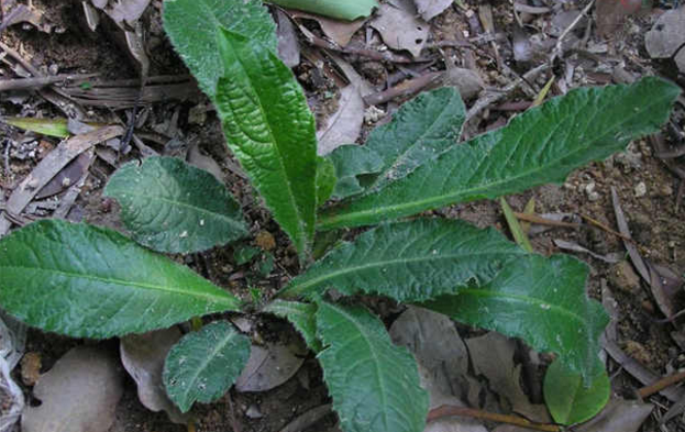 地膽草的藥理作用