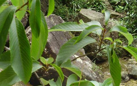 中藥比羅子！