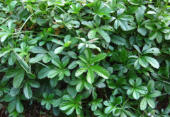 中醫(yī)用五爪風(fēng)泡酒治療產(chǎn)后積血，五爪風(fēng)的圖片大全！
