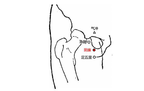 陰廉穴的圖片