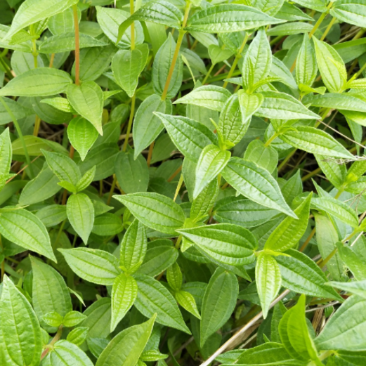 中醫(yī)推薦食用糯米藤不僅有清涼消腫的功效，還可治療小兒積食哦！