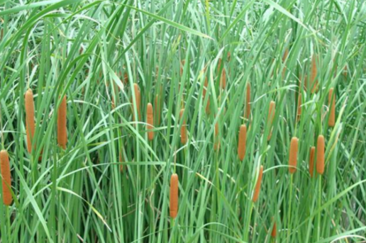 蒲草根的原植物形態(tài)