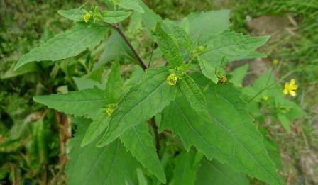 毛冬青希薟草豬腳湯功效!