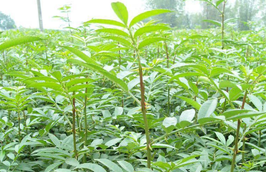 中藥椿白皮的圖片