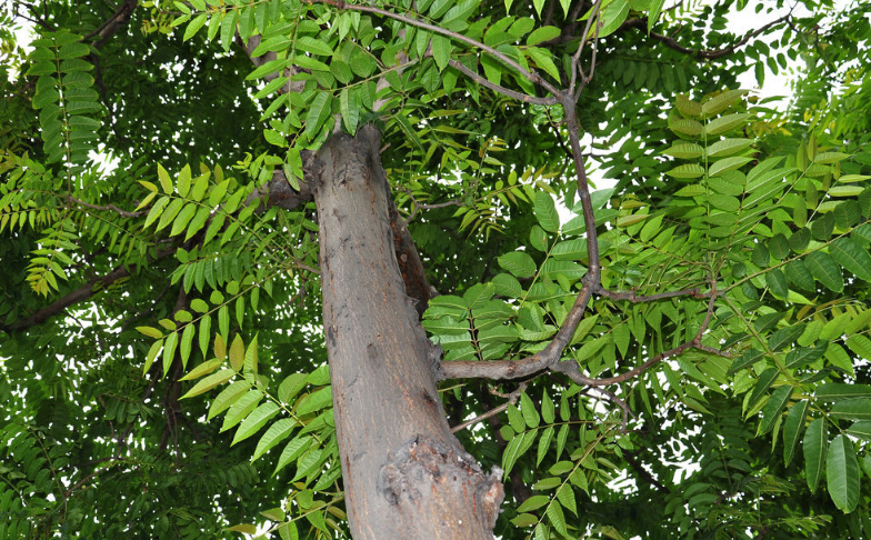 椿白皮的用藥禁忌