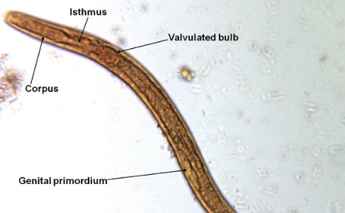 肺糞類(lèi)圓線(xiàn)蟲(chóng)病的癥狀表現(xiàn)