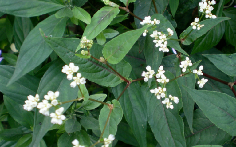 赤脛散的附方應(yīng)用