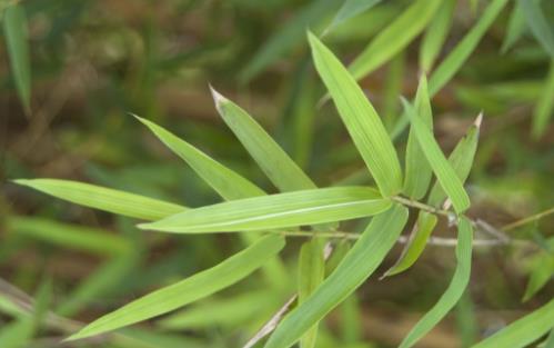 中草藥碎骨子植物形態(tài)！