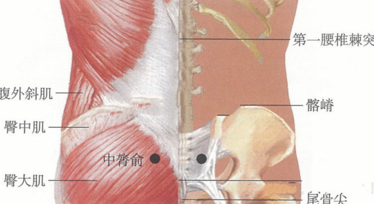 中膂俞穴的功效與作用