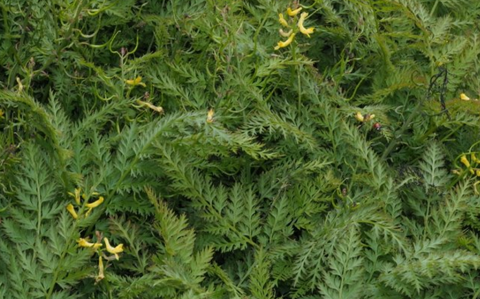 地柏枝的性狀鑒別