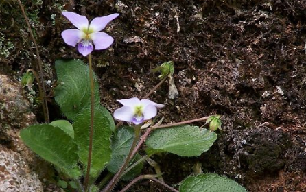 地白草的原植物形態(tài)