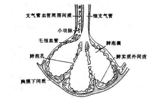 肺部鉤蟲病的治療方法