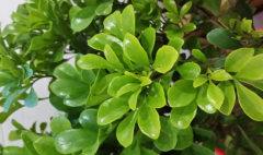中藥紫油木為什么葉子總是掉 ，該怎么養(yǎng)？紫油木葉的功效