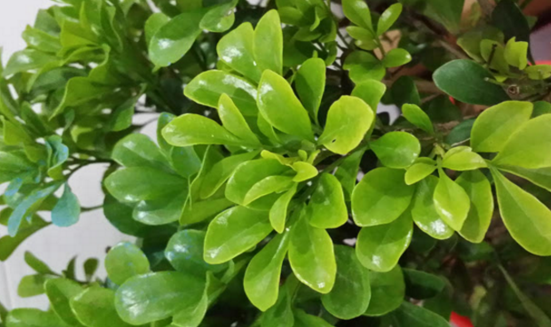 紫油木葉的圖片