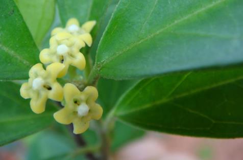 武靴藤圖片！