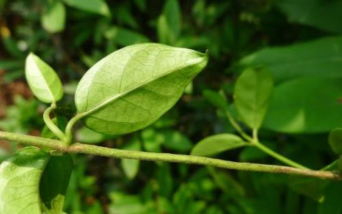 武靴藤圖片展示！