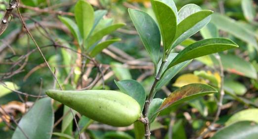 武靴藤圖片展示！