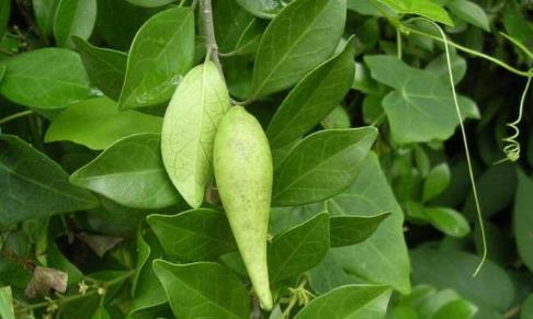 武靴藤圖片！