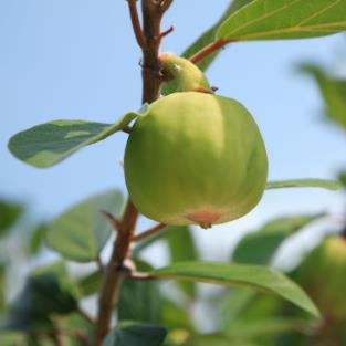 木蓮果治療產(chǎn)婦乳汁不下的方法及其木蓮果圖片形態(tài)！