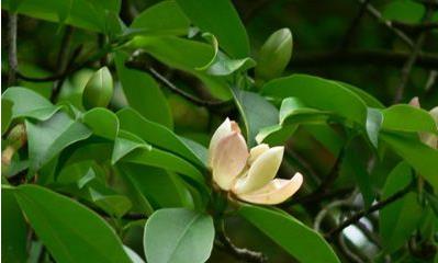 木蓮果的作用！