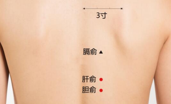 膽俞穴位置
