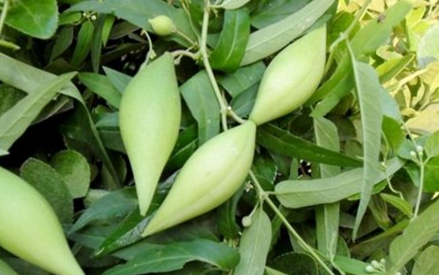 地梢瓜的食用價(jià)值