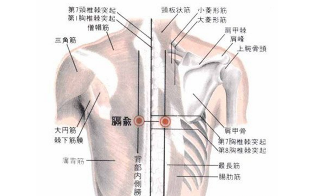 膈俞穴的圖片