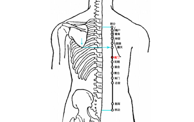 魂門穴的功效與作用
