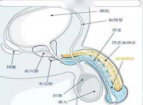 埃布斯坦綜合征的圖片