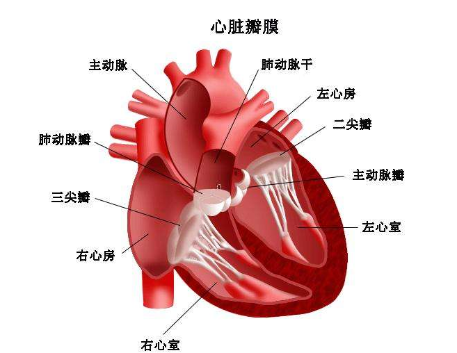 埃布斯坦綜合征