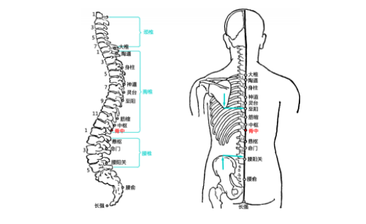 脊中穴的功效與作用