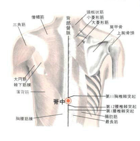 脊中穴的準(zhǔn)確位置在哪？