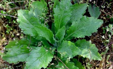 女菀功能主治！