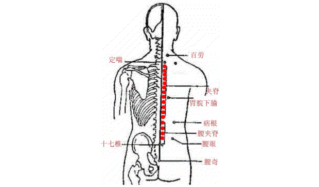 夾脊穴的功效與作用