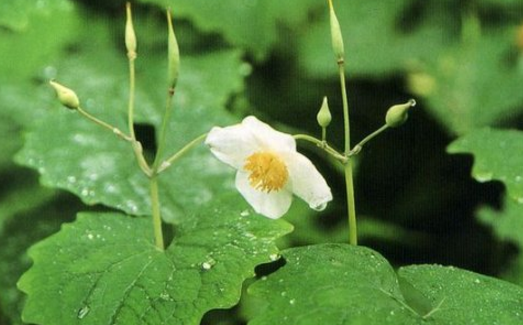 倒掛牛的藥用價(jià)值