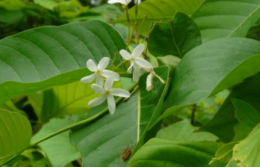 倒吊筆的藥理作用