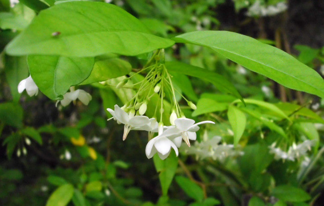 倒吊筆葉的功效與作用