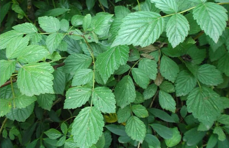 倒生根的植物特征