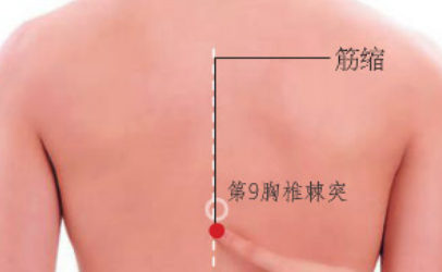 筋縮穴的功效與作用