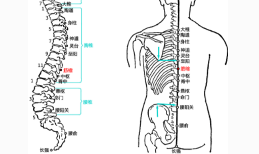 筋縮穴主治疾病